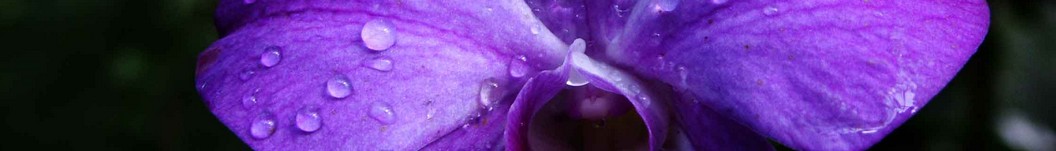 blume3