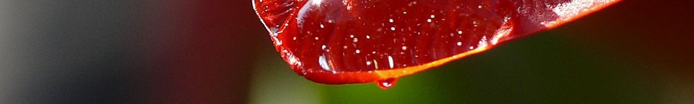 blume3